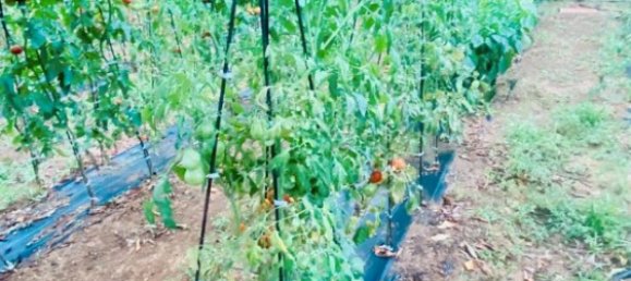 8200m² Land in La Bisbal D'emporda, Spain No. 170033 28