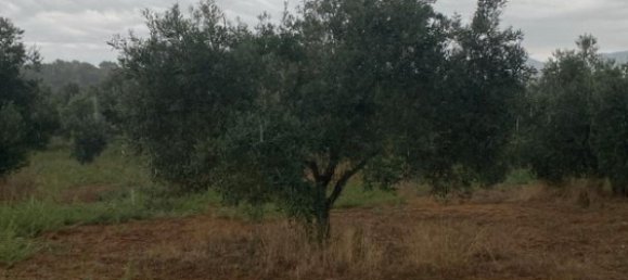 8200m² Land in La Bisbal D'emporda, Spain No. 170033 2