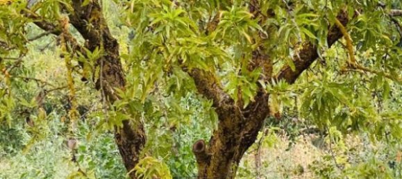 8200m² Land in La Bisbal D'emporda, Spain No. 170033 26