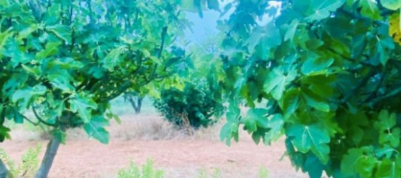 8200m² Land in La Bisbal D'emporda, Spain No. 170033 17