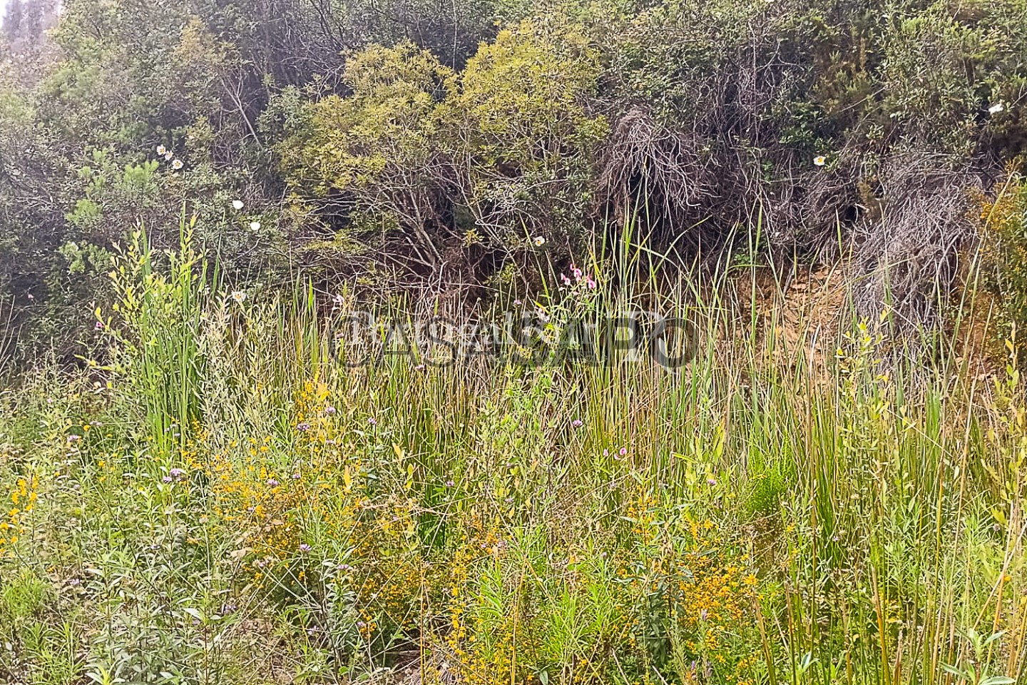 3 bedrooms House in Sao Teotonio, Portugal No. 238999