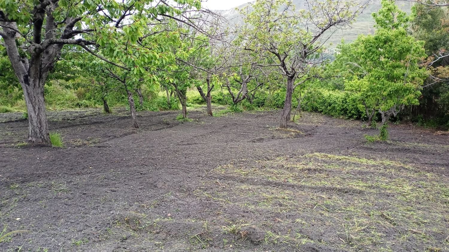 10000m² Land in Amantea, Italy No. 254468