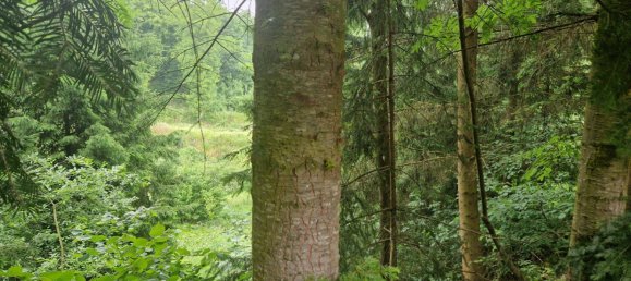 Дом с 5 комнатами в Лангенлойс, Австрия № 165760 10