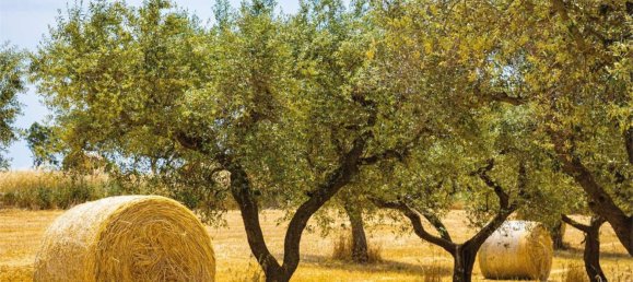  قطعة أرض في Villa San Pietro, Italy 4832متر مربع رقم 25828 4