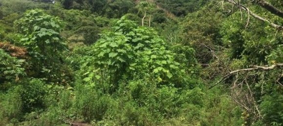 Land for sale in Aserri, San José, Costa Rica № 1580 6