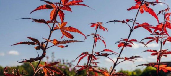 4-salle Maison à Raaba-Grambach, Austria No. 247341 27