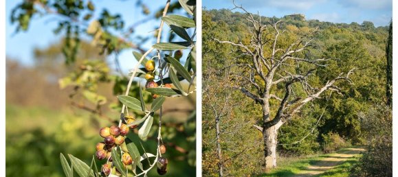 8 rooms House in Città della Pieve, Italy No. 56452 20