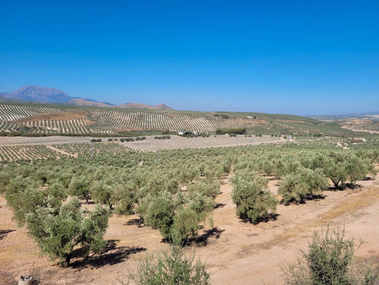 4000000m² Land in Yecla, Spain No. 208326