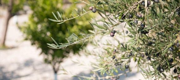 Casa de 5 dormitorios en Hondon De Las Nieves, Spain No. 67469 33