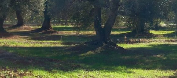 Studio in Carovigno, Italy No. 104722 12