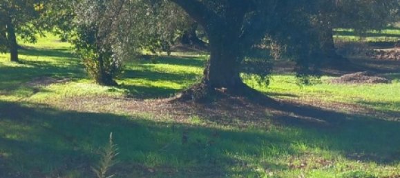 Studio in Carovigno, Italy No. 104722 13