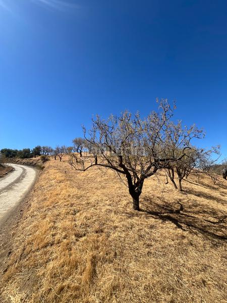 Terreno em Monda, Spain 6000 m² N.º 260802