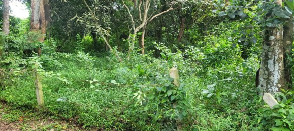 Gewerbliche Immobilie in Bang Lamung, Thailand, Nr. 3506 8