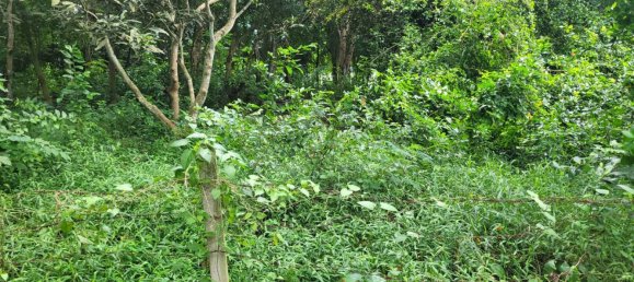 Gewerbliche Immobilie in Bang Lamung, Thailand, Nr. 3506 9