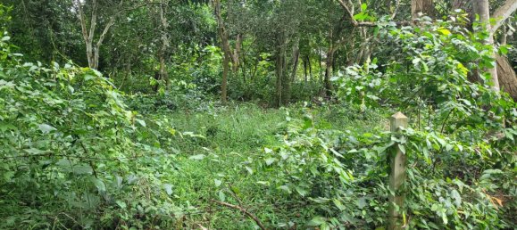 Gewerbliche Immobilie in Bang Lamung, Thailand, Nr. 3506 10