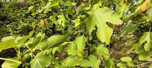 4 rooms House in Minihof-Liebau, Austria No. 255841 38