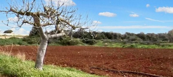 Land in Porto Cesareo, Italy No. 369851 9