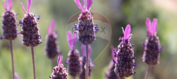 30990m² Land in Seixo da Beira, Portugal No. 11479 16