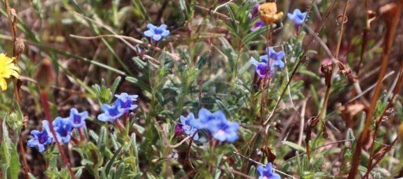 30990m² Land in Seixo da Beira, Portugal No. 11479 23