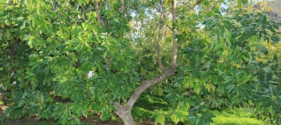 Коммерческая недвижимость с 1 спальней в Толокс, Испания № 85301 26