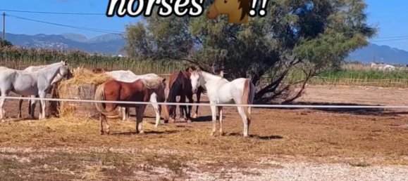 6 Schlafzimmer Haus in Palma de Majorca, Spain, Nr. 180353 4