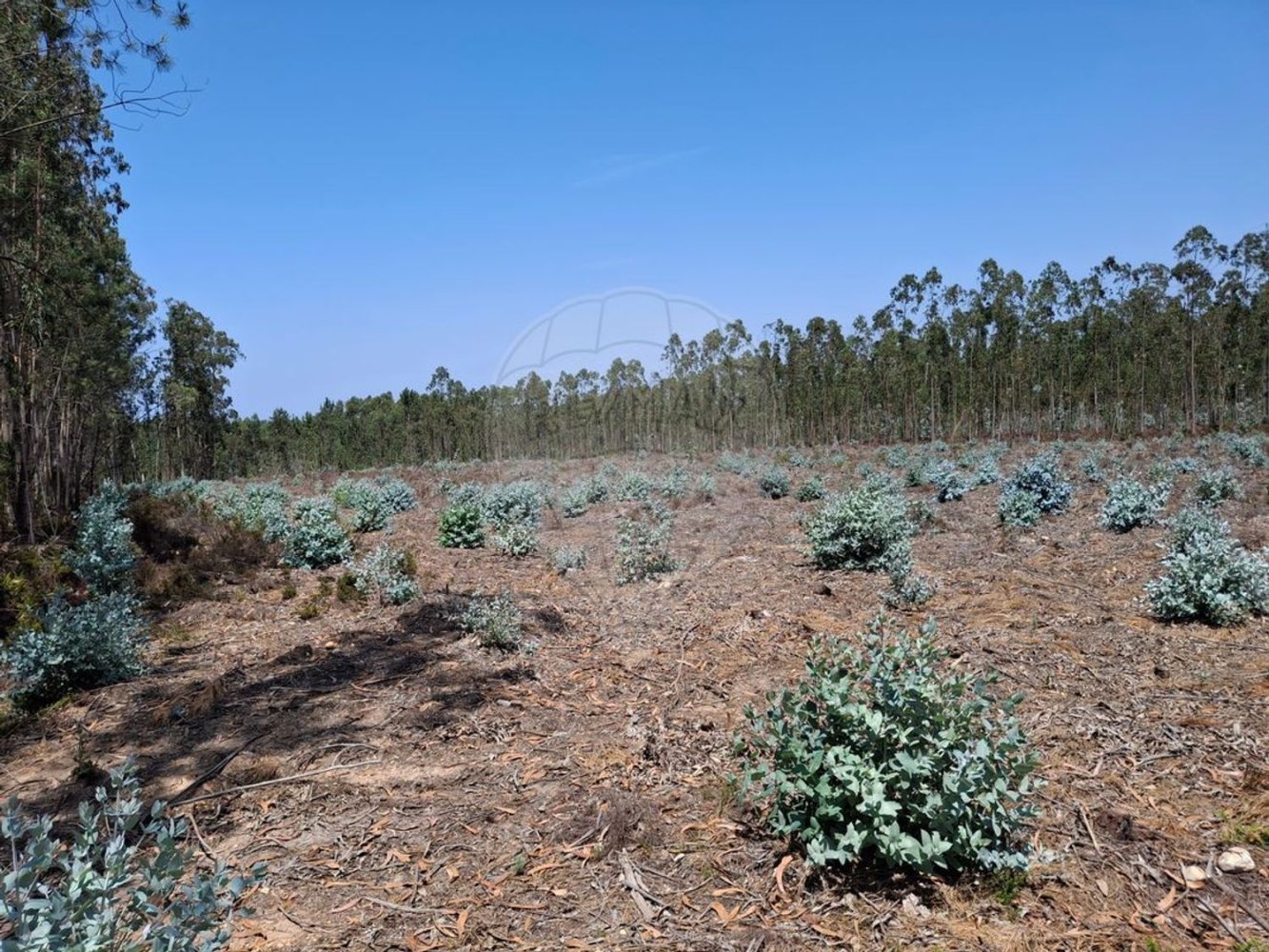 Terrain à Pombal, Portugal No. 201710
