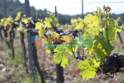 Grundstück in Garriguella, Spain 400m², Nr. 73537