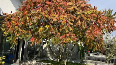 Дом с 5 комнатами в Зирнинг, Австрия № 20663