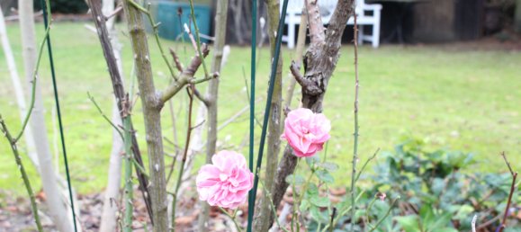 Дом с 4 спальнями в Адлерсхоф, Германия № 58785 3