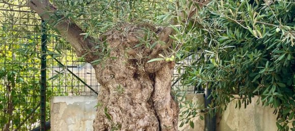 11 Schlafzimmer Villa in Noicattaro, Italy, Nr. 336731 25