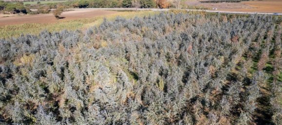 Villa de 7 divisões em Montalto di Castro, Italy N.º 178152 23