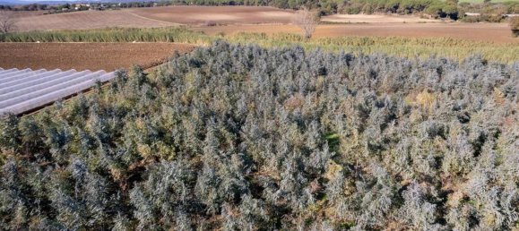 Villa de 7 divisões em Montalto di Castro, Italy N.º 178152 22