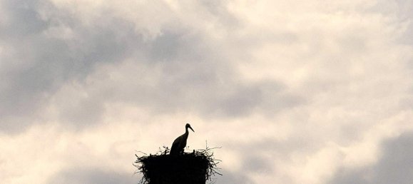 5 bedrooms Farm in Buch, Germany No. 235917 14