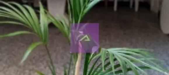 Casa de 4 dormitorios en Montroy, Spain No. 175489 12