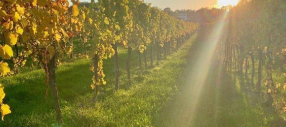 6-Zimmer Villa in Maria Enzersdorf, Austria, Nr. 137277 35