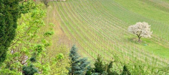 6-Zimmer Villa in Maria Enzersdorf, Austria, Nr. 137277 27