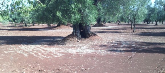 5 rooms House in Francavilla Fontana, Italy No. 251071 30