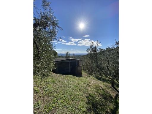 1-Zimmer Grundstück in Capraia e Limite, Italy, Nr. 34508