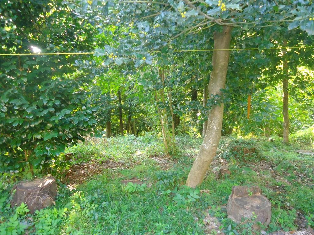 7500m² Hotel in Mouresi, Greece No. 5015