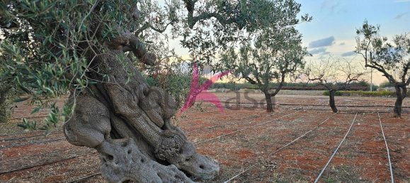 2 rooms House in Mola di Bari, Italy No. 144410 10