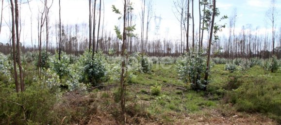 44600m² Land in Albergaria a Velha, Portugal No. 69221 12