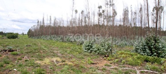 44600m² Land in Albergaria a Velha, Portugal No. 69221 7