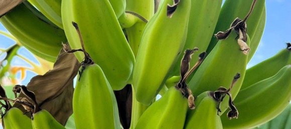 4 Schlafzimmer Haus in Cartagena, Spain, Nr. 191406 35