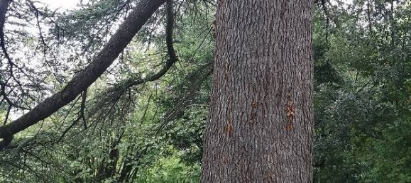 Вилла с 6 спальнями в Сальсомаджоре Терме, Италия № 282046 9