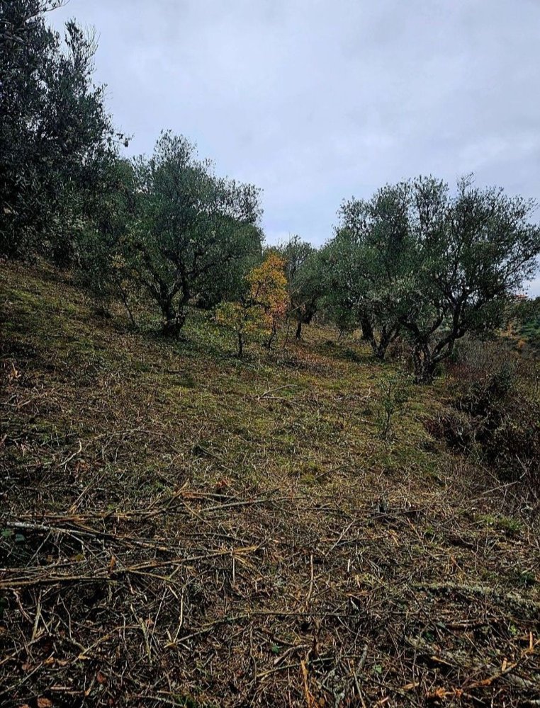  Land in Braganca, Portugal No. 277772