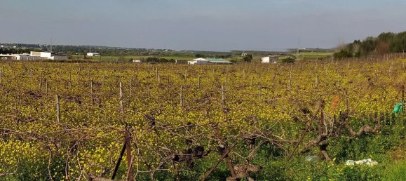  Land in Cadiz, Spain No. 161457 3