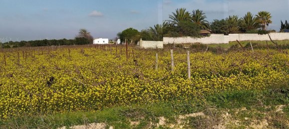  Land in Cadiz, Spain No. 161457 4