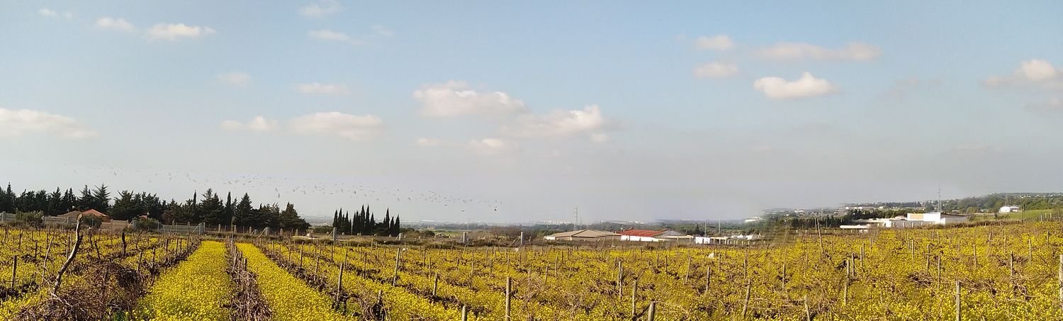  Land in Cadiz, Spain No. 161457