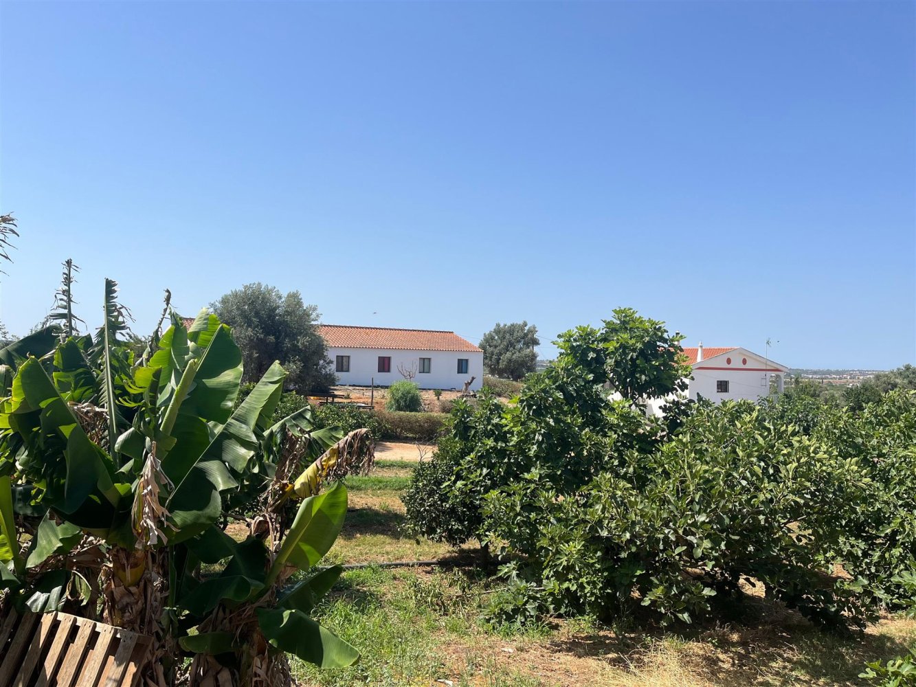 5 غرف نوم منزل في Silves, Portugal رقم 339431
