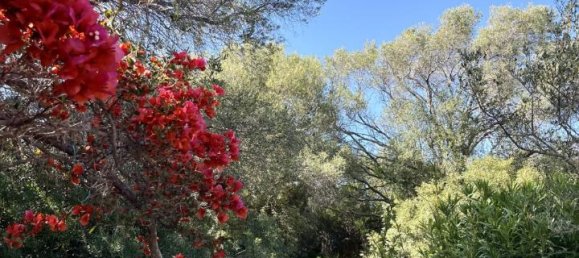 Вилла с 5 комнатами в Ольбия, Италия № 233876 27